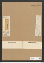 Amphora tessellata Grove et Sturt. (de-Toni-Nr.: Genus 36, Species 1613) Zeichnungen Sammlung Grunow Nr. 3094 (NHMW-BOT-W0370505)